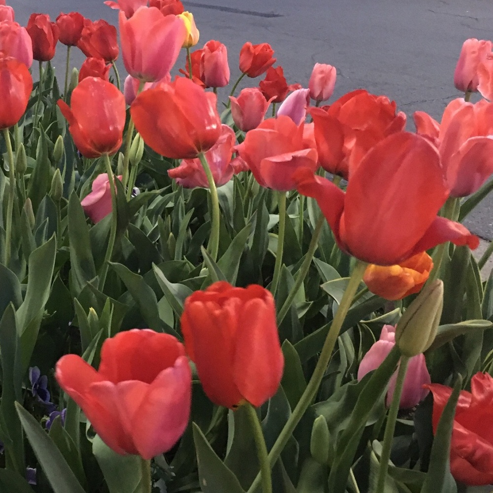 Meet your Posher, GG :)